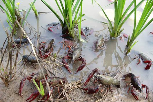 ��ֳǰ�����Ϻ��ɻ